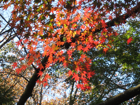 20201105hike (59)